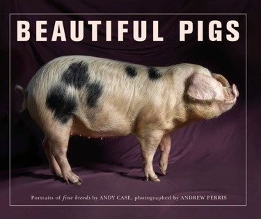 Beautiful Pigs.jpeg