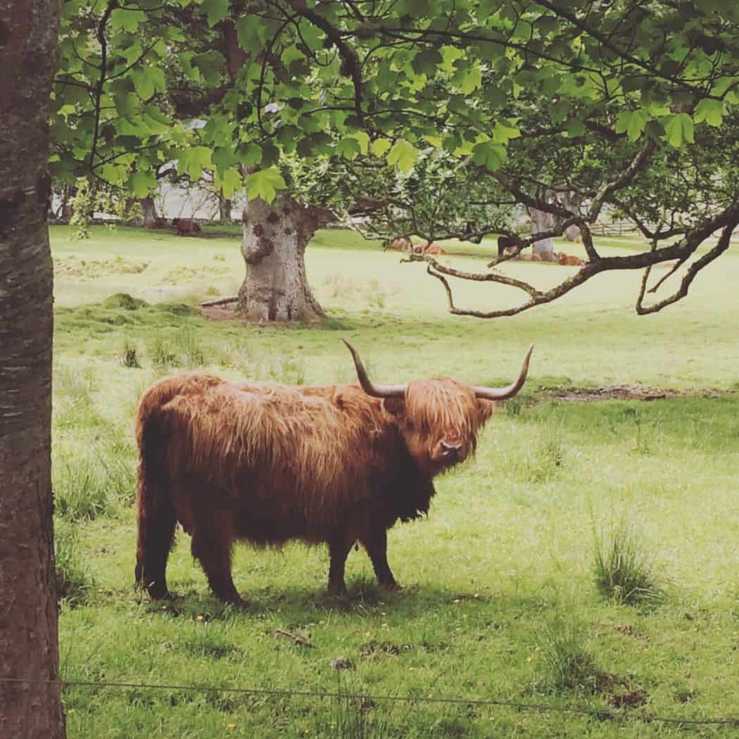Highland Cow Applecross Scotland