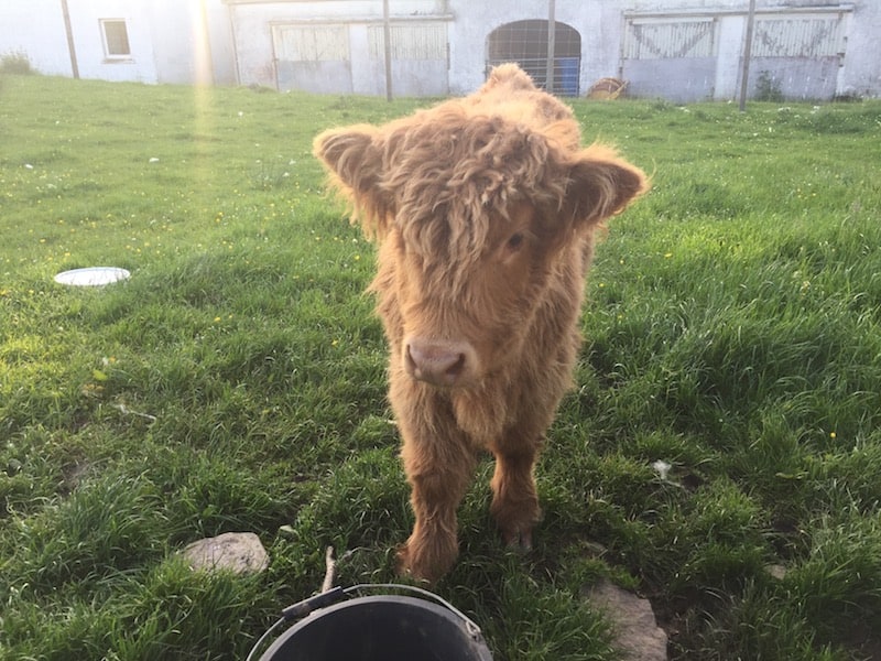 Highland Cow Applecross Scotland